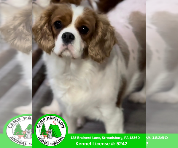 Medium Photo #1 Cavalier King Charles Spaniel Puppy For Sale in Stroudsburg, PA, USA
