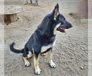 Vargo (Courtesy Post) - Foster or Adopt Me - Male German Shepherd Dog-Unknown Mix Dog for Adoption - Photo #2
