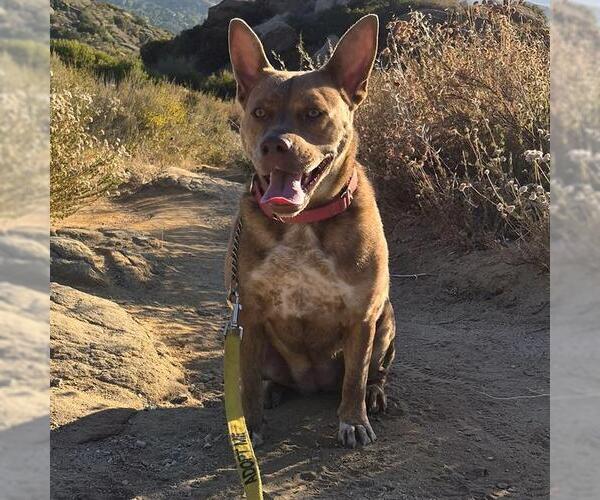 Medium Photo #4 Mutt Puppy For Sale in Camarillo, CA, USA
