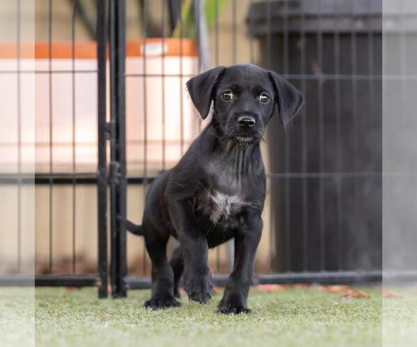 Medium Photo #3 Mutt Puppy For Sale in San Diego, CA, USA