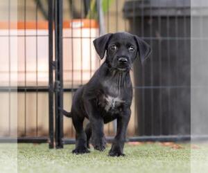 Dancer Pup - Tango - Female Mutt Dog for Adoption - Photo #3