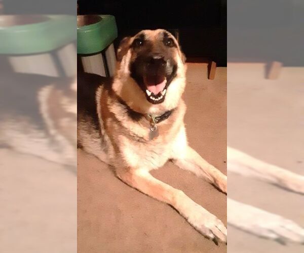 Medium Photo #4 German Shepherd Dog Puppy For Sale in Cupertino, CA, USA