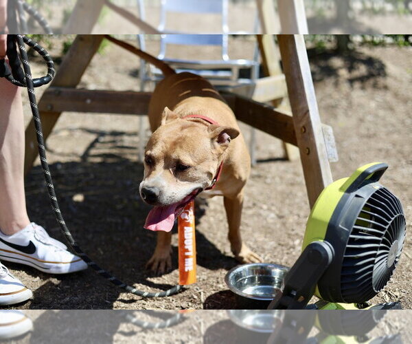Medium Photo #10 Staffordshire Bull Terrier-Unknown Mix Puppy For Sale in Raleigh, NC, USA