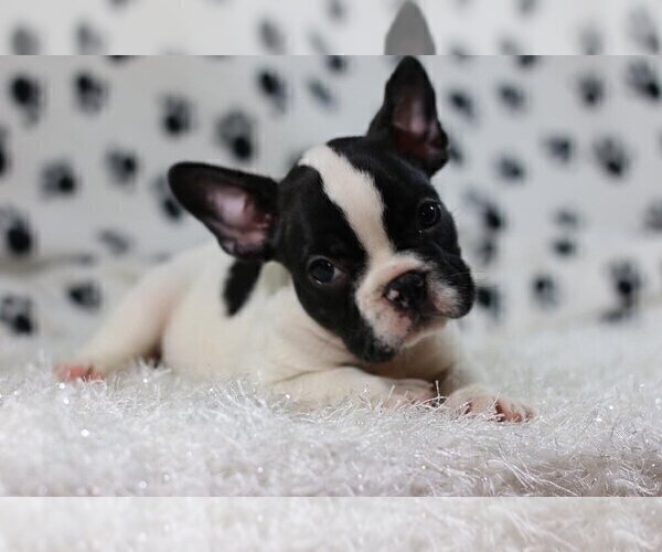Medium Photo #2 French Bulldog Puppy For Sale in MOUNTAIN LAKES, NJ, USA