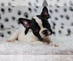 Small Photo #2 French Bulldog Puppy For Sale in MOUNTAIN LAKES, NJ, USA