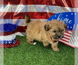 ShihPoo Dog for Adoption in CASSVILLE, Missouri USA