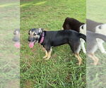 Small #11 Mutt