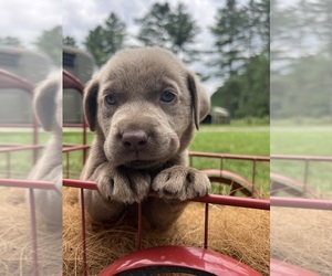 Labrador Retriever Puppy for sale in NEOLA, WV, USA
