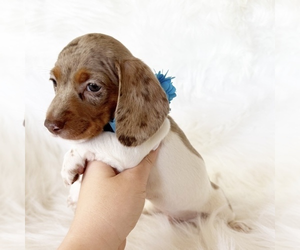 Medium Photo #5 Dachshund Puppy For Sale in DAVIS, CA, USA