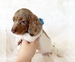 Small #4 Dachshund