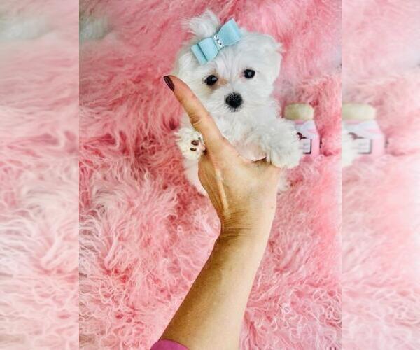 Medium Photo #14 Maltese Puppy For Sale in MIAMI, FL, USA