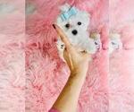 Small #13 Maltese