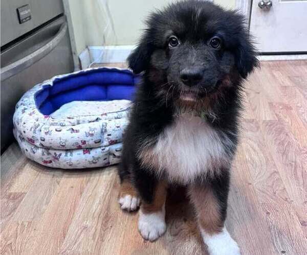 Medium Photo #1 Australian Shepherd Puppy For Sale in HARRISON, OH, USA
