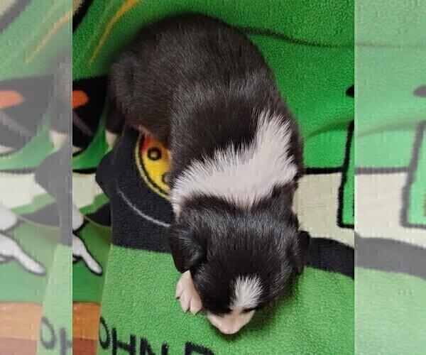 Medium Photo #3 Border Collie Puppy For Sale in NORBORNE, MO, USA