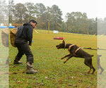 Small Photo #43 Doberman Pinscher Puppy For Sale in FORT LAUDERDALE, FL, USA