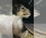Puppy 3 Wire Fox Terrier