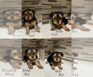 YorkiePoo Puppy for sale in LITHIA, FL, USA