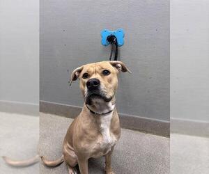 Mutt Dogs for adoption in Las Vegas, NV, USA