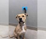 SUNNY - Female Mutt Dog for Adoption - Small photo