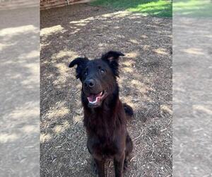Border Collie-Unknown Mix Dogs for adoption in Plano, TX, USA