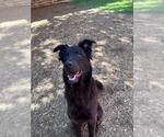 Small Border Collie Mix