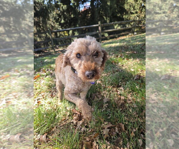 Medium Photo #3 Poodle (Miniature) Puppy For Sale in Springdale, PA, USA