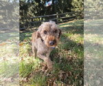 Small Photo #3 Poodle (Miniature) Puppy For Sale in Springdale, PA, USA