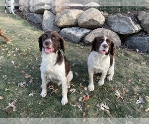 Mother of the English Springer Spaniel puppies born on 05/14/2022