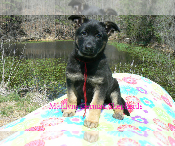 Medium Photo #1 German Shepherd Dog Puppy For Sale in PIEDMONT, MO, USA
