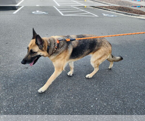 Medium Photo #3 German Shepherd Dog Puppy For Sale in La Grange , NC, USA