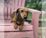 Small #5 Dachshund