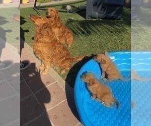 Father of the Golden Retriever puppies born on 06/10/2026