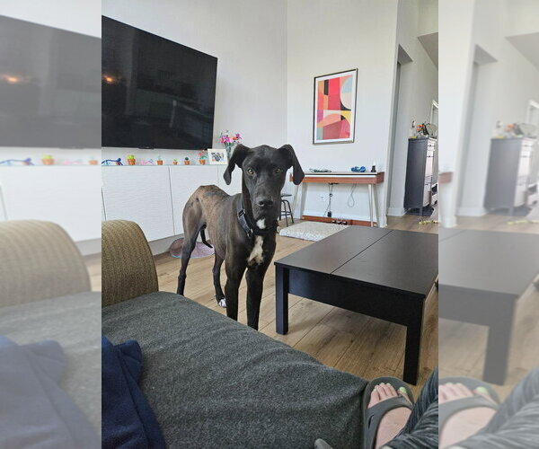 Medium Photo #1 Great Dane Puppy For Sale in Bullard, TX, USA