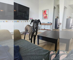 Great Dane Dogs for adoption in Bullard, TX, USA