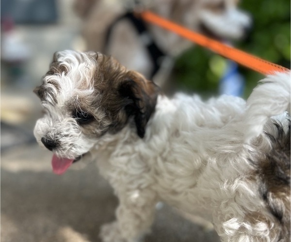 Medium Photo #31 YorkiePoo Puppy For Sale in MONTGOMERY VILLAGE, MD, USA