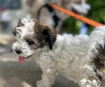 Small Photo #31 YorkiePoo Puppy For Sale in MONTGOMERY VILLAGE, MD, USA