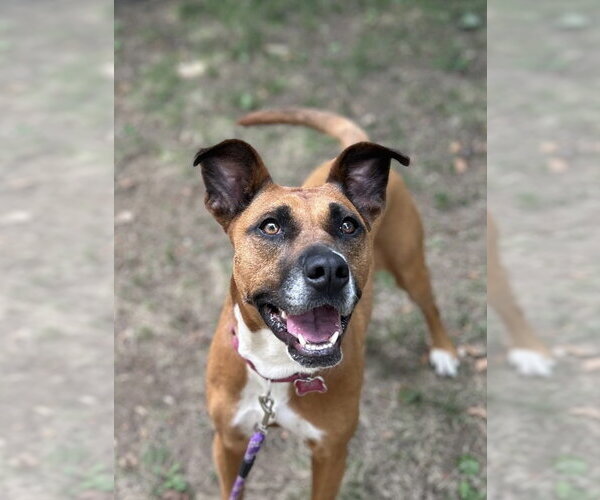 Medium Photo #13 Boxer-Unknown Mix Puppy For Sale in Boston, MA, USA
