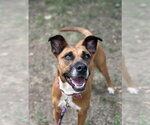 Small #12 Boxer Mix