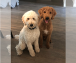 Small Photo #1 Labradoodle Puppy For Sale in PALM COAST, FL, USA