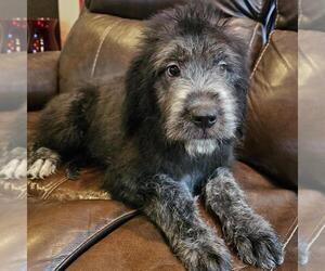 Saint Berdoodle Puppy for sale in BERESFORD, SD, USA