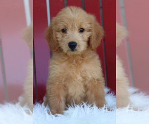 Goldendoodle (Miniature) Puppy for sale in ITASCA, TX, USA