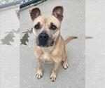 REESES - Female Mutt Dog for Adoption - Small photo