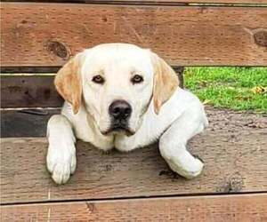 Father of the Labrador Retriever puppies born on 02/20/2026