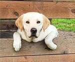 Small Photo #1 Labrador Retriever Puppy For Sale in OLYMPIA, WA, USA