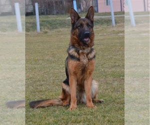 German Shepherd Dog Puppy for sale in S WILLINGTON, CT, USA