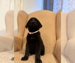 Small Photo #21 Golden Shepherd Puppy For Sale in OCEANSIDE, CA, USA