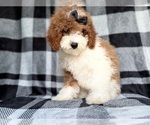 Small #7 Cockapoo (Miniature)