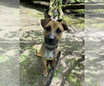 Small #1 Mutt