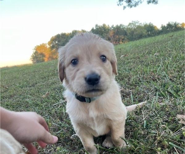 Medium Photo #2 English Cream Golden Retriever Puppy For Sale in CENTERTOWN, MO, USA