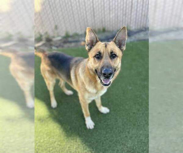 Medium Photo #2 German Shepherd Dog Puppy For Sale in Chula Vista, CA, USA